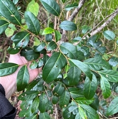 Glochidion ferdinandi at Mount George, NSW - suppressed