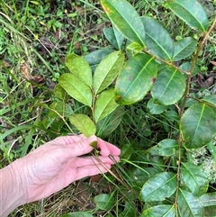 Glochidion ferdinandi at Mount George, NSW - suppressed