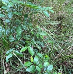 Glochidion ferdinandi at Mount George, NSW - suppressed