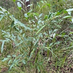 Polyscias sambucifolia by JenniferS