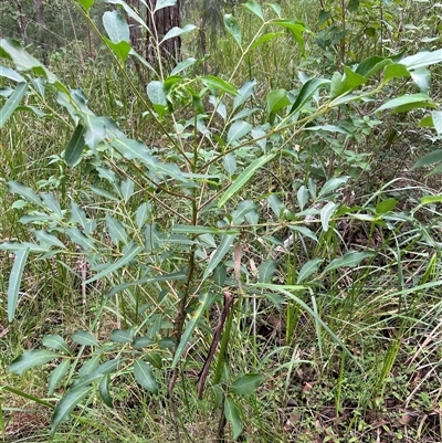 Polyscias sambucifolia by JenniferS