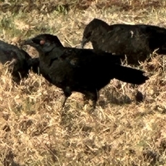 Corcorax melanorhamphos (White-winged Chough) at Macquarie, ACT - 18 May 2025 by lbradley