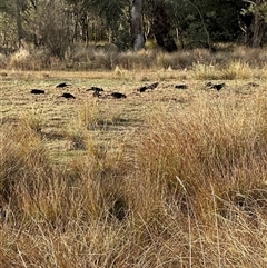 Corcorax melanorhamphos at Macquarie, ACT - 18 May 2025 03:38 PM