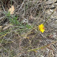 Xerochrysum viscosum (Sticky Everlasting) at Aranda, ACT - 18 May 2025 by lbradley