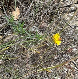 Xerochrysum viscosum at Aranda, ACT - Today by lbradley
