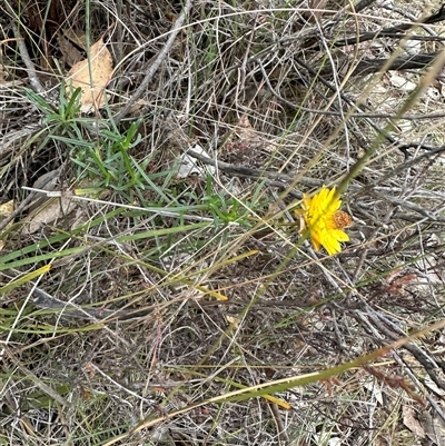 Xerochrysum viscosum (Sticky Everlasting) at Aranda, ACT - 18 May 2025 by lbradley