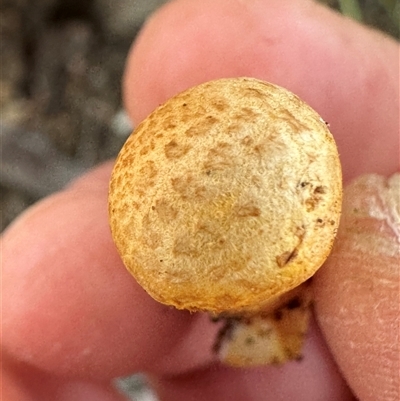 Gymnopilus junonius (Spectacular Rustgill) at Aranda, ACT - 18 May 2025 by lbradley