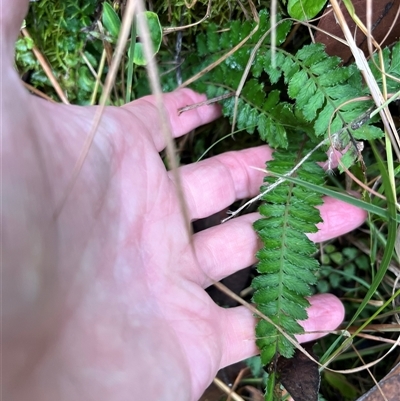 Unverified Fern or Clubmoss by JenniferS