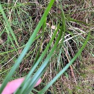 Lepidosperma (genus) at Mount George, NSW - suppressed