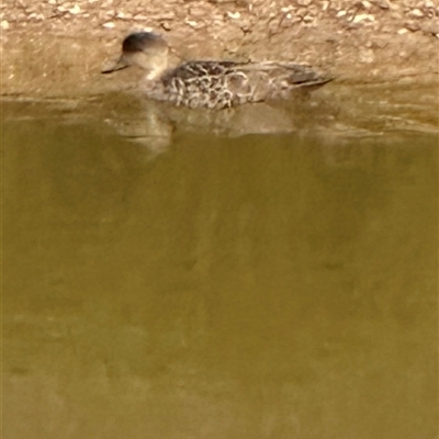 Anas gracilis at Macquarie, ACT - Today by lbradley