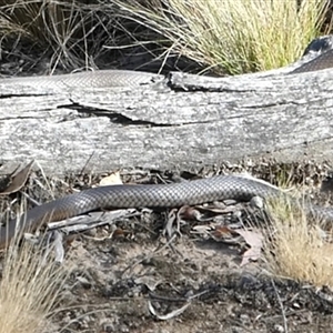 Pseudonaja textilis at Ballyroe, NSW - 15 Nov 2024 by TwoRivers