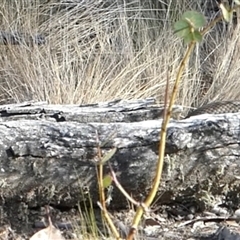 Pseudonaja textilis at Ballyroe, NSW - 15 Nov 2024 08:53 AM