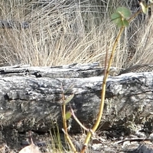 Pseudonaja textilis at Ballyroe, NSW - 15 Nov 2024 08:53 AM