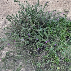 Echium plantagineum at Yarralumla, ACT - Today by lbradley
