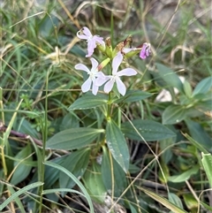 Saponaria officinalis (Soapwort, Bouncing Bet) at Kambah, ACT - Yesterday by LouiseSproule