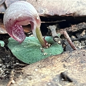 Corybas (Genus) at Thirlmere, NSW - Yesterday by Clarel