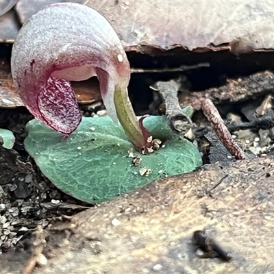 Corybas aconitiflorus (Spurred Helmet Orchid) at Thirlmere, NSW - Yesterday by Clarel