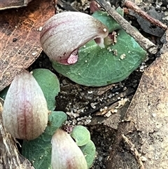 Corybas aconitiflorus at Thirlmere, NSW - suppressed