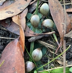 Corybas aconitiflorus at Thirlmere, NSW - suppressed
