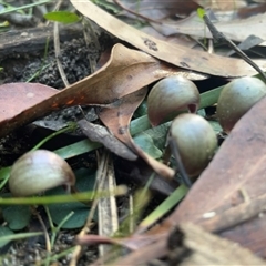 Corybas aconitiflorus at Thirlmere, NSW - suppressed