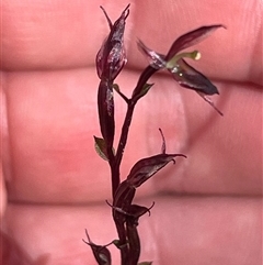 Acianthus exsertus (Large Mosquito Orchid) by Clarel