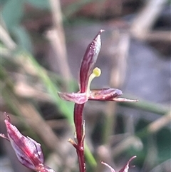 Acianthus exsertus at suppressed - suppressed
