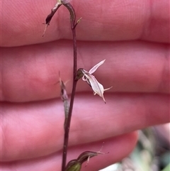 Acianthus exsertus at suppressed - suppressed