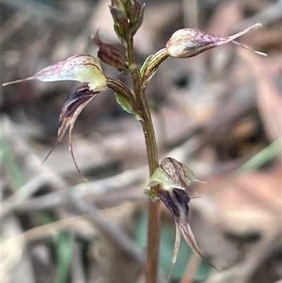 Acianthus fornicatus (Pixie-caps) at Thirlmere, NSW - Yesterday by Clarel