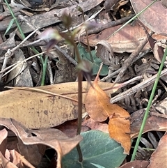 Acianthus fornicatus at Thirlmere, NSW - suppressed