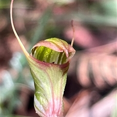 Pterostylis concinna (Trim Greenhood) at Thirlmere, NSW - Yesterday by Clarel