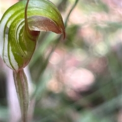 Pterostylis concinna at Thirlmere, NSW - suppressed