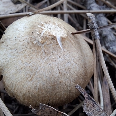 Unverified Fungus at Mongarlowe, NSW - 18 May 2025 by Dron