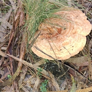 Unverified Fungus by Dron