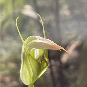 Pterostylis acuminata (Pointed Greenhood) at Thirlmere, NSW - Yesterday by Clarel