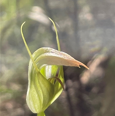 Pterostylis acuminata (Pointed Greenhood) at Thirlmere, NSW - Yesterday by Clarel