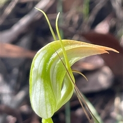 Pterostylis acuminata at Thirlmere, NSW - suppressed
