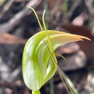 Pterostylis acuminata at Thirlmere, NSW - suppressed