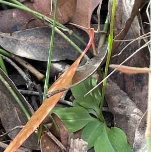 Pterostylis acuminata at Thirlmere, NSW - suppressed