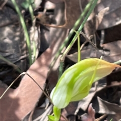 Pterostylis acuminata at Thirlmere, NSW - suppressed