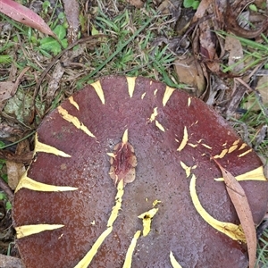 Unverified Fungus by Dron