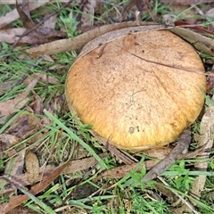 Unverified Fungus by Dron