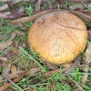 Unverified Fungus by Dron