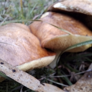 Unverified Fungus by Dron