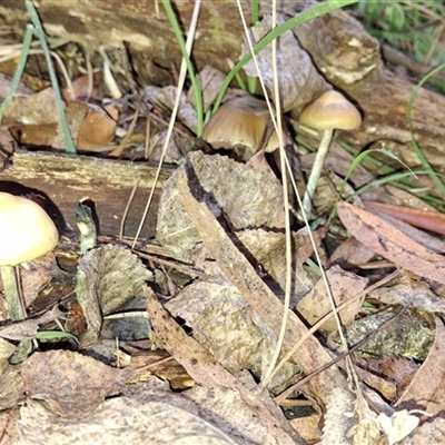 Psilocybe subaeruginosa (Psilocybe subaeruginosa) by Dron