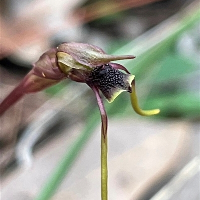 Chiloglottis diphylla (Common Wasp Orchid) at Thirlmere, NSW - Yesterday by Clarel