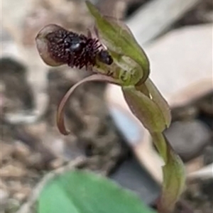 Chiloglottis diphylla (Common Wasp Orchid) at Thirlmere, NSW - Yesterday by Clarel