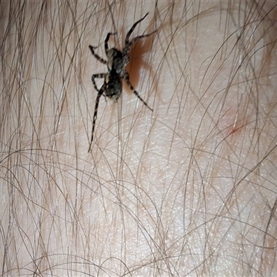 Lycosidae (family) (Wolf spider) at Mongarlowe, NSW - 18 May 2025 by Dron