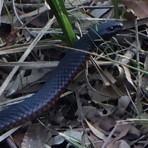 Pseudechis porphyriacus (Red-bellied Black Snake) at Thirlmere, NSW - Yesterday by Clarel