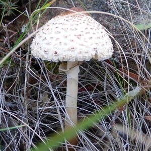 Unverified Cap on a stem; gills below cap [mushrooms or mushroom-like] at West Hobart, TAS - Yesterday by VanessaC