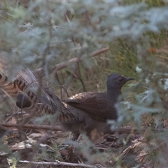 Menura novaehollandiae (Superb Lyrebird) at Tharwa, ACT - 25 Mar 2025 by Pirom